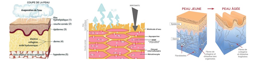 shéma peau